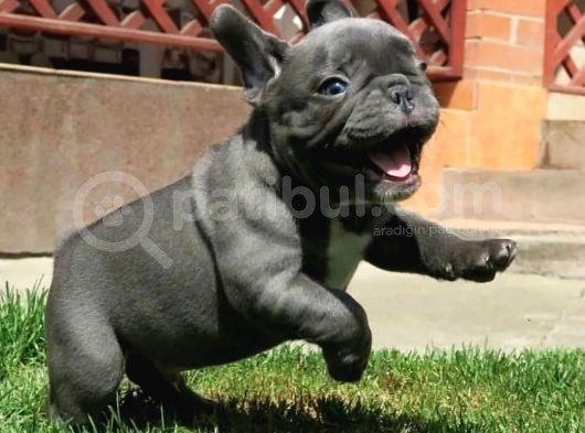 Irkın Doruklarında Eşsiz Kalite French Bulldog Yavruları