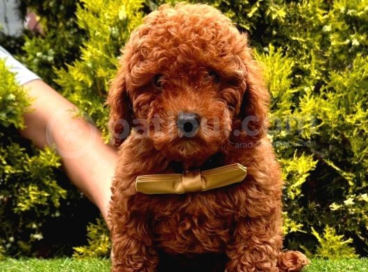 Safkan Toy Poodle Yavrularımız görsel
