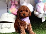 Safkan Toy Poodle Yavrularımız