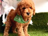 Safkan Toy Poodle Yavrularımız