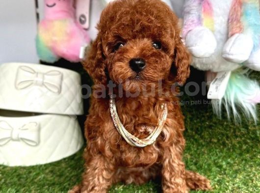 Safkan Toy Poodle Yavrularımız