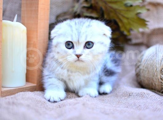 Gümüş Çizgili Scottishfold görsel