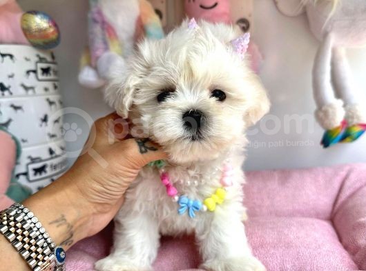 Snow White Maltese görsel