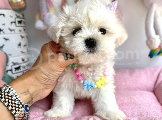 Snow White Maltese