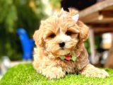 cutest maltipoo -  en şirin maltipoo