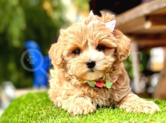 Cutest Maltipoo -  En Şirin Maltipoo