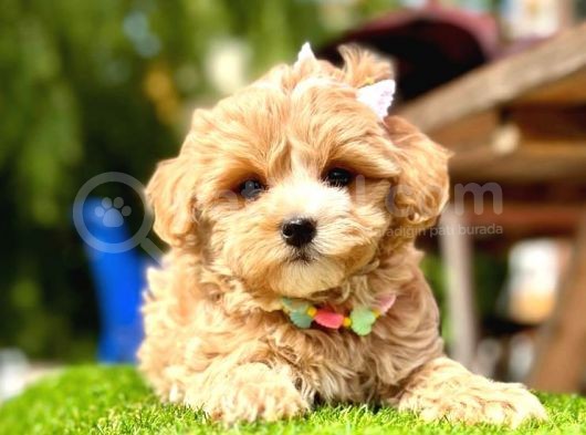 Cutest Maltipoo -  En Şirin Maltipoo görsel