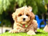 Cutest Maltipoo -  En Şirin Maltipoo
