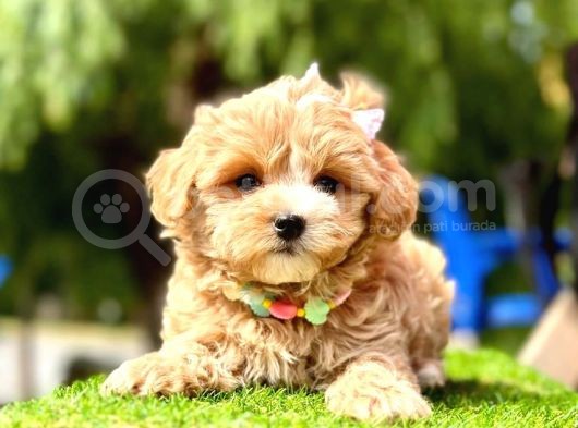 Cutest Maltipoo -  En Şirin Maltipoo görsel