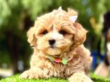 Cutest Maltipoo -  En Şirin Maltipoo