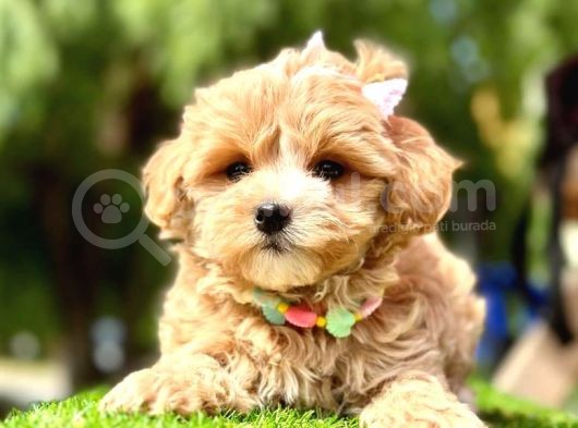 Cutest Maltipoo -  En Şirin Maltipoo görsel