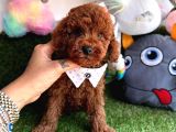 CURLY HAİR TOY POODLE