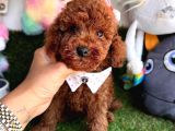 Curly Hai̇r Toy Poodle