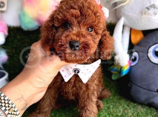 Curly Hai̇r Toy Poodle görsel