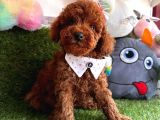 Curly Hai̇r Toy Poodle