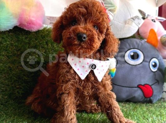 Curly Hai̇r Toy Poodle görsel