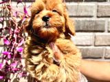 Maltipoo Yavrular