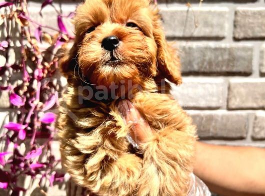 Maltipoo Yavrular görsel