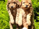 Poodle Yavrular