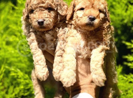 Poodle Yavrular görsel