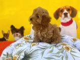 Red Renk Özelli̇ği̇ne Sahi̇p Malti̇poo Yavrulari