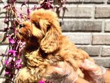 Maltipoo yavrular