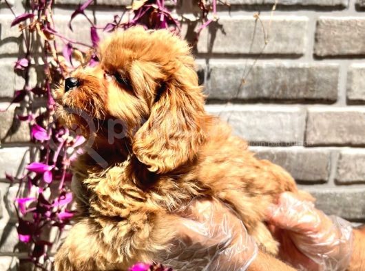 Maltipoo Yavrular