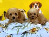 KİLO GARANTİLİ MALTİPOO YAVRULARI
