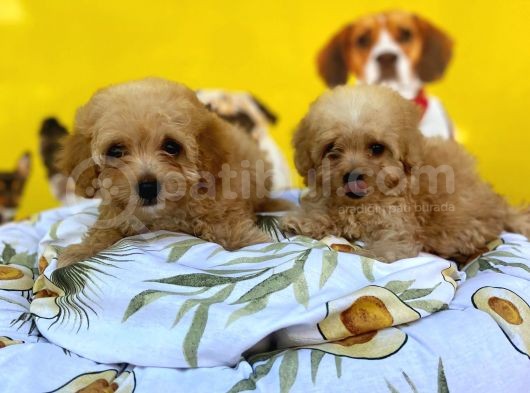 Ki̇lo Garanti̇li̇ Malti̇poo Yavrulari