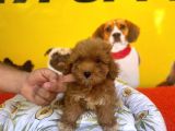 SAFKAN RED MALTİPOO YAVRULARI