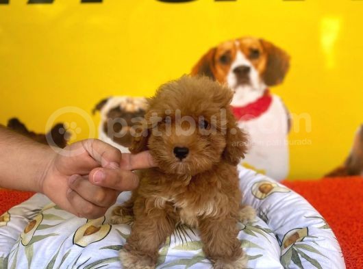 Safkan Red Malti̇poo Yavrulari