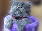 VONALP PET GARANTISIYLE BRITISH SHORTHAIR YAVRULARIMIZ