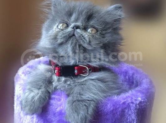 Vonalp Pet Garantisiyle British Shorthair Yavrularimiz