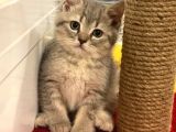 VONALP PET GARANTISIYLE MUKEMMEL KALITEDE BRITISH SHORTHAIR YAVRULAR