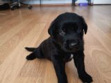 Babyface Siyah Golden Retriever Ev Yavrusu