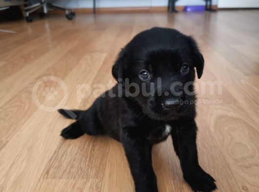 Babyface Siyah Golden Retriever Ev Yavrusu görsel