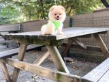 Show Kalite Pomeranian Boo Yavrular