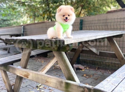 Show Kalite Pomeranian Boo Yavrular görsel