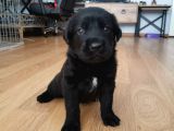 Babyface Siyah Golden Retriever Ev Yavrusu