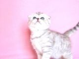 Asil Soydan Silver Scottishfold