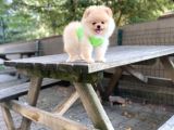 Show Kalite Pomeranian Boo Yavrular