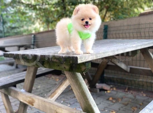 Show Kalite Pomeranian Boo Yavrular görsel