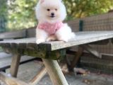 Show Kalite Pomeranian Boo Yavrular