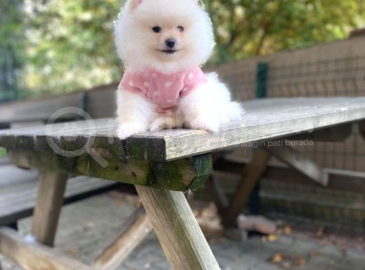 Show Kalite Pomeranian Boo Yavrular görsel