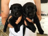 Babyface Siyah Golden Retriever Ev Yavrusu