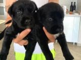Babyface Siyah Golden Retriever Ev Yavrusu
