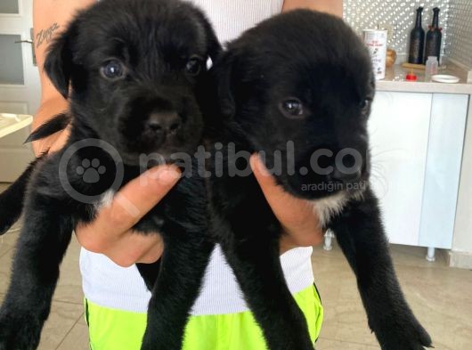 Babyface Siyah Golden Retriever Ev Yavrusu görsel