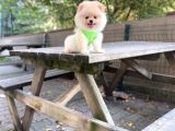 Show Kalite Pomeranian Boo Yavrular