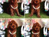 Show Kalite Toy Poodle Yavrular