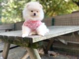 Show Kalite Pomeranian Boo Yavrular